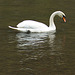 Mute Swan