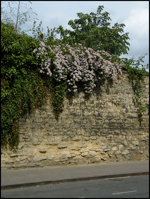 blossom on the infirmary wall