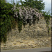 blossom on the infirmary wall
