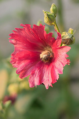 hollyhock and pollinator