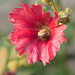 hollyhock and pollinator