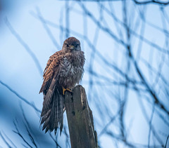 Kestrel+