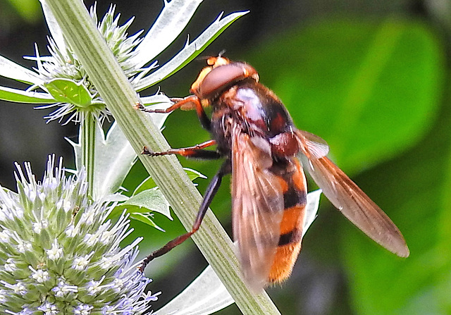 20230719 2492CPw [D~LIP] Flachblättriger Mannstreu (Eryngium planum), Hornissenschwebfliege (Volucella zonaria), Bad Salzuflen