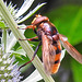 20230719 2492CPw [D~LIP] Flachblättriger Mannstreu (Eryngium planum), Hornissenschwebfliege (Volucella zonaria), Bad Salzuflen