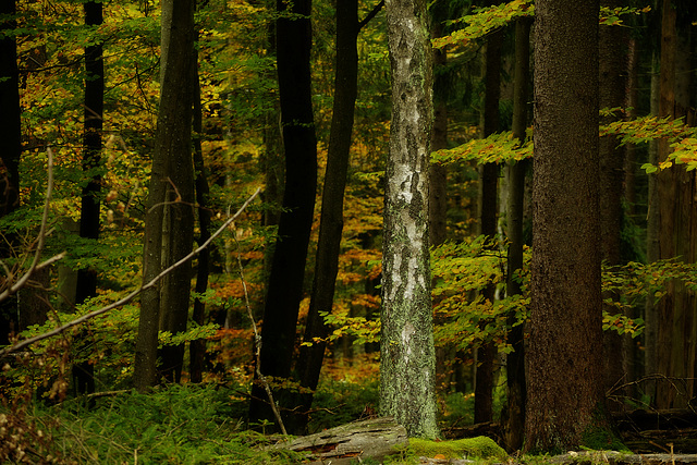 der älteste Baum im Wald.....