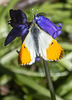 Orange-Tip Butterfly