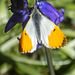 Orange-Tip Butterfly Orange-Tip Butterfly