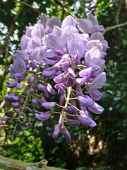 Fleurs de Glycine dans mon jardin . Bon week-end.  HFF.