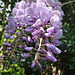 Fleurs de Glycine dans mon jardin . Bon week-end.  HFF.