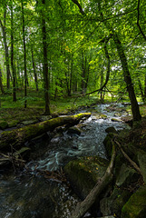 Blätterdach über der Pulsnitz