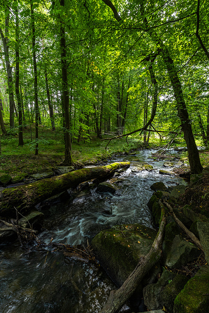 Blätterdach über der Pulsnitz