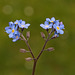 Forget-Me-Nots