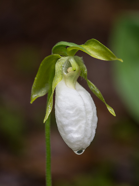 Cypripedium acaule (Pink Lady's-slipper orchid) white form