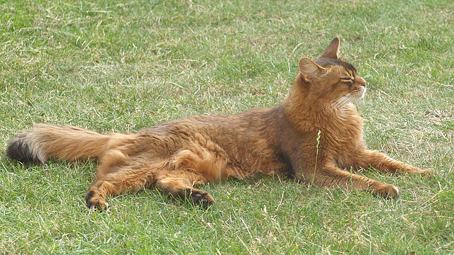 Rags - lion of the lawn, 2