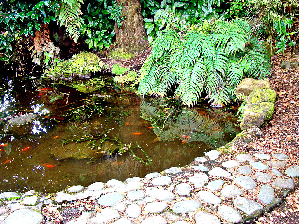 Fish Pond.