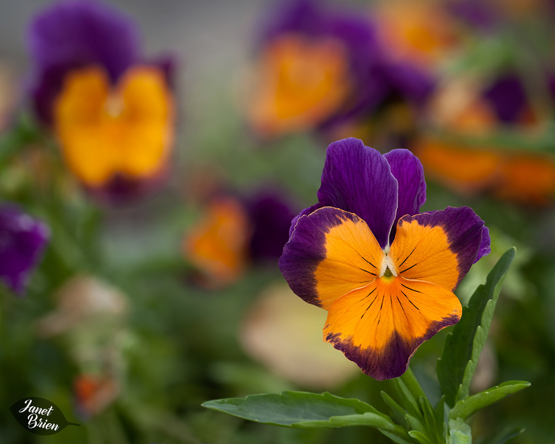 347/366: Pretty Pansies