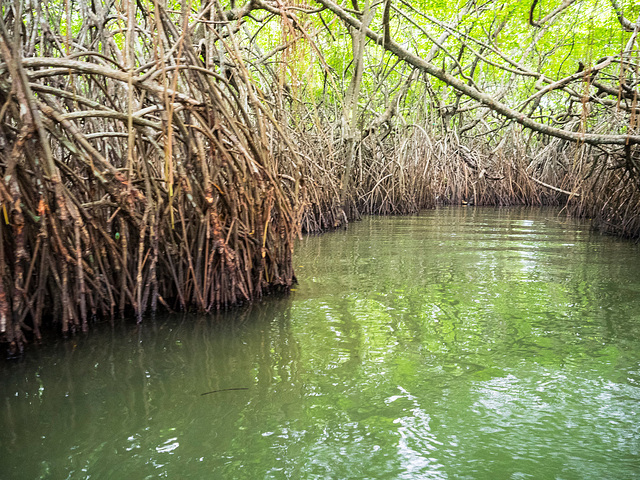 Madu river safari at Balapitiya, Sri Lanka