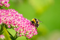 Bee on Sedum