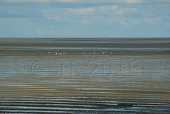 Wattwandern (mudflat waders)