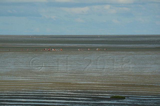 Wattwandern (mudflat waders)