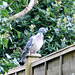 A very brave pigeon sitting on the fence