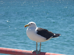 Gaviota mirando