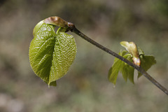 Spring Trees