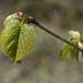 Spring Trees