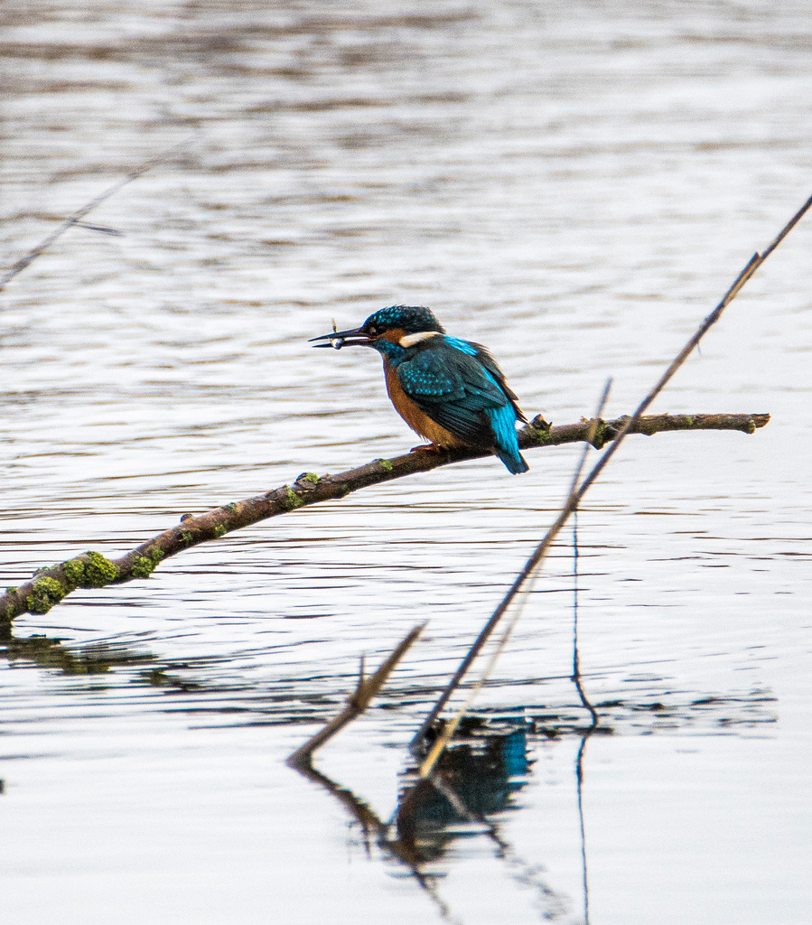 Kingfisher with its catch