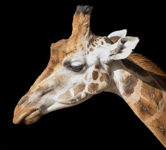 Giraffe profile