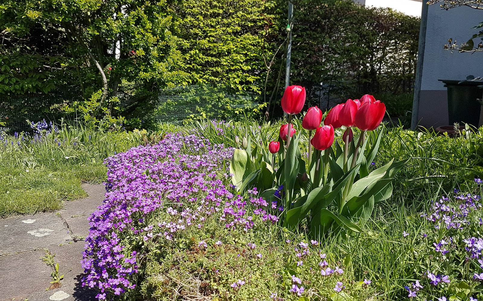 Tulpenblüte im Garten