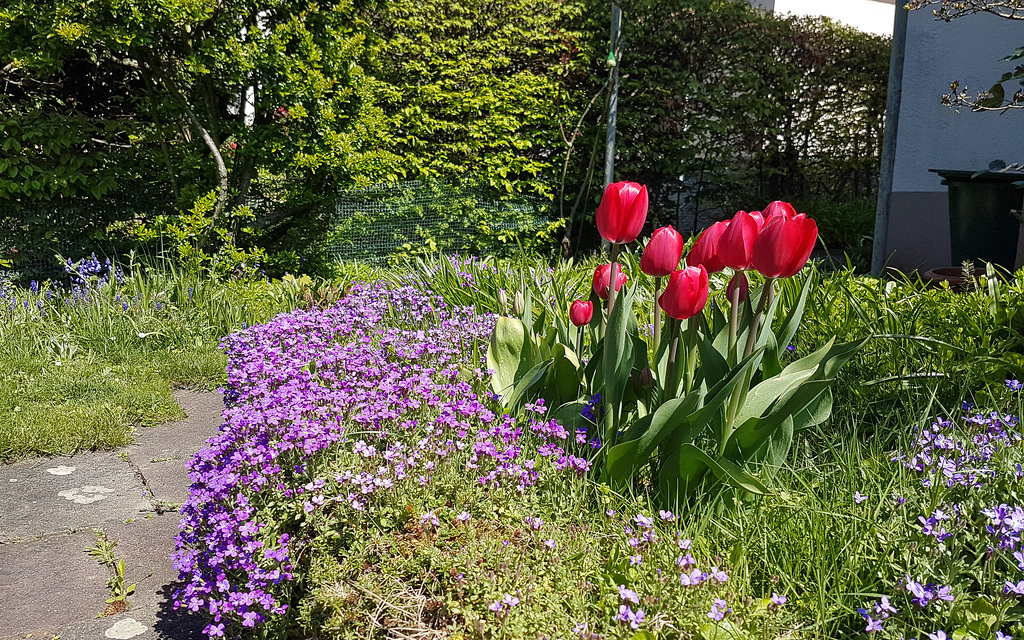 Tulpenblüte im Garten