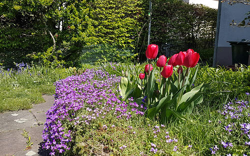 Tulpenblüte im Garten