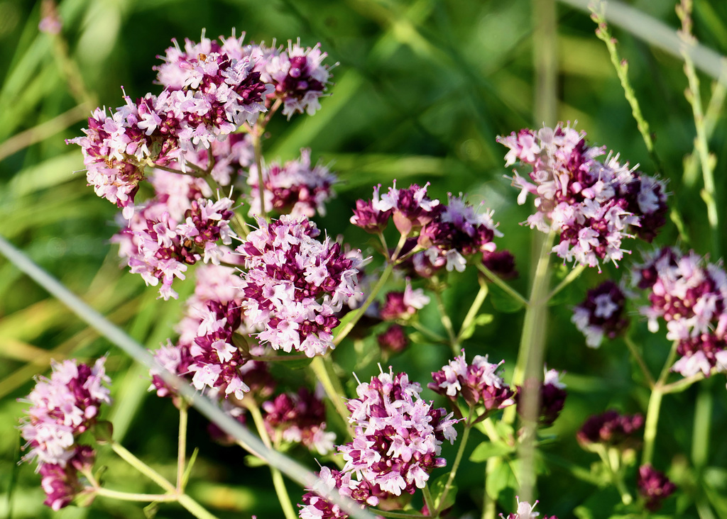 Sand Thymian