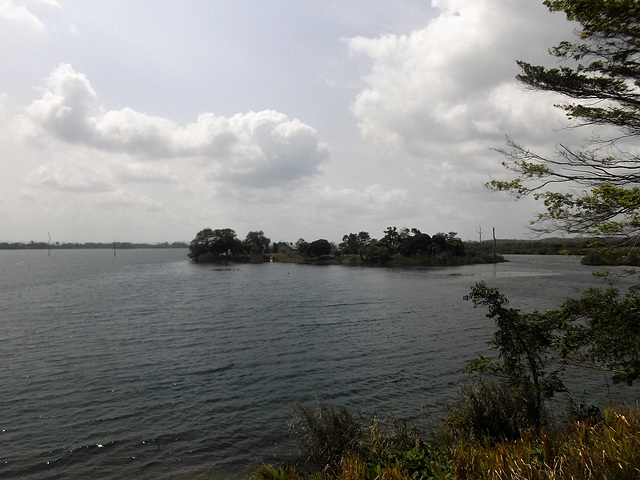 Nature panaméenne de type panacée