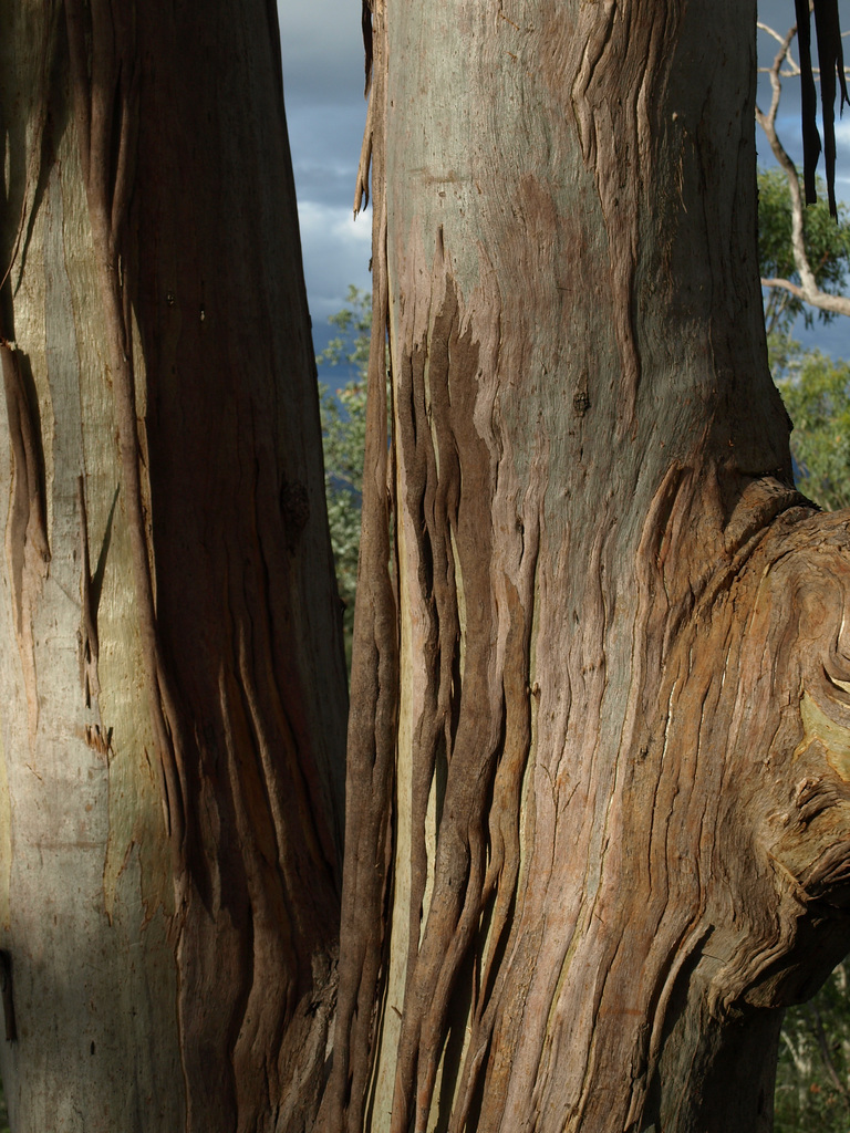 Tree Bark4191857
