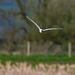 Black headed gull