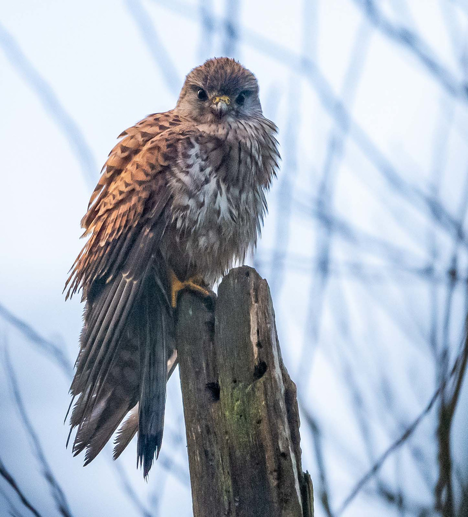 Kestrel