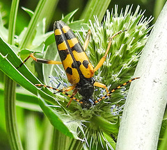 20230719 2493CPw [D~LIP] Flachblättriger Mannstreu (Eryngium planum), Gefleckter  Schmalbock (Rutpela maculata), Bad Salzuflen