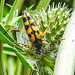 20230719 2493CPw [D~LIP] Flachblättriger Mannstreu (Eryngium planum), Gefleckter  Schmalbock (Rutpela maculata), Bad Salzuflen