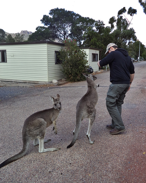 pushy kangaroos