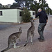 pushy kangaroos