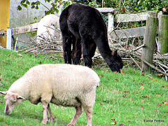 # 3.  Sheep and Alpaca.