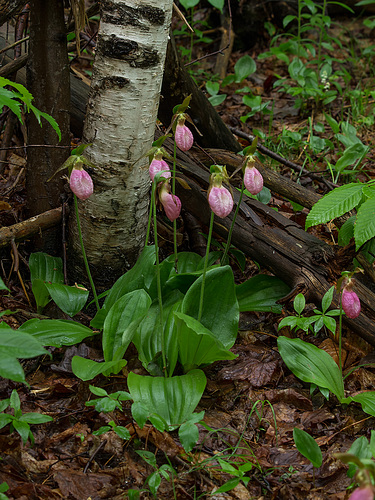 Cypripedium acaule (Pink Lady's-slipper orchid)