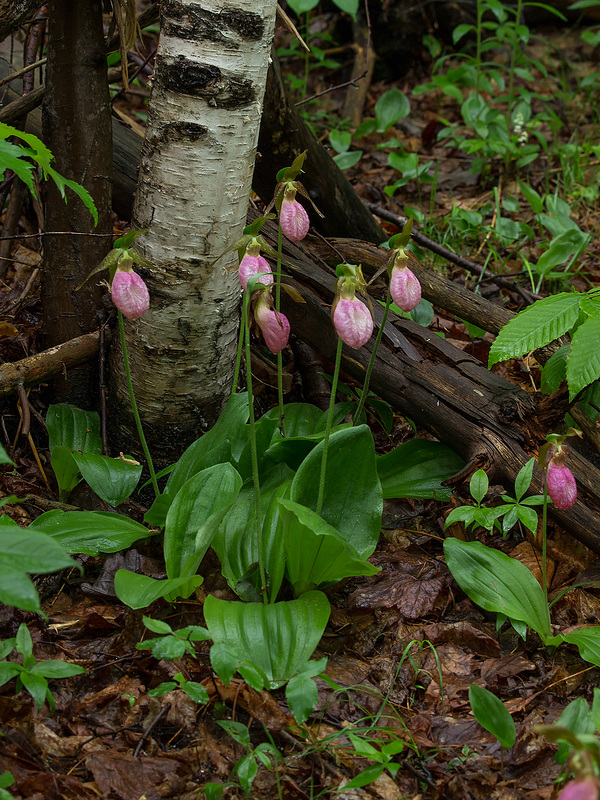 Cypripedium acaule (Pink Lady's-slipper orchid)