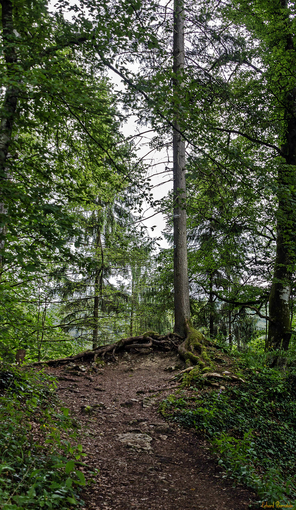 Baum am Abgrund