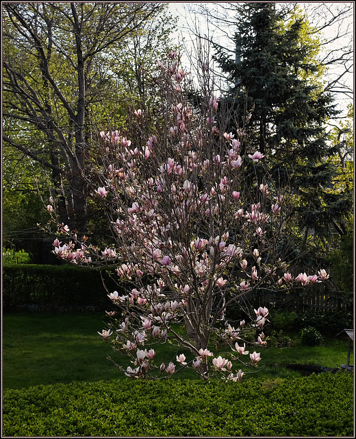 Magnolias are always a wonder