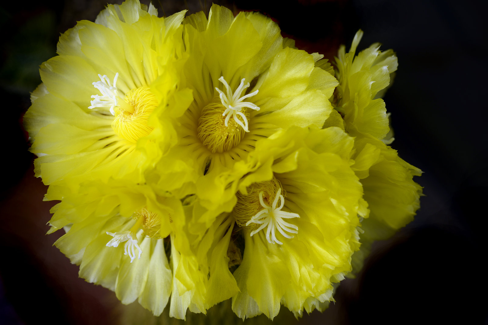 Notocactus leninghausii