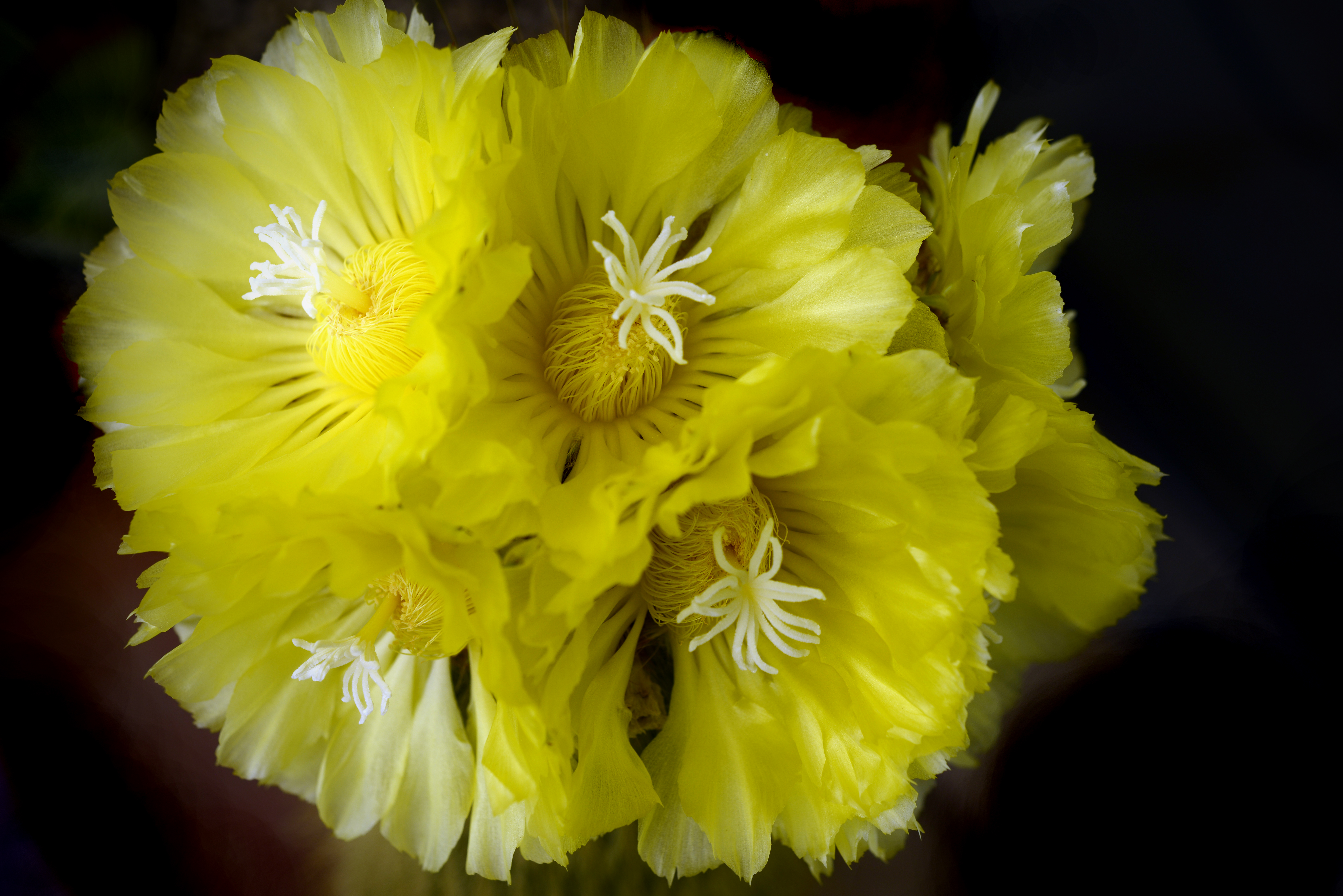 Notocactus leninghausii