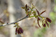 Spring Trees